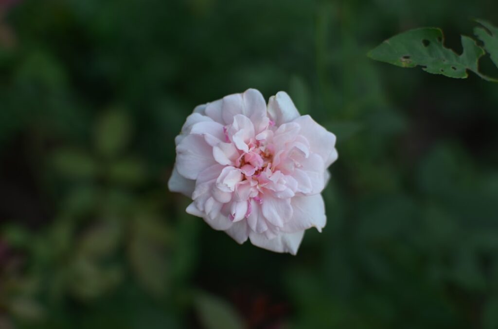 white and pink flower in close up photography