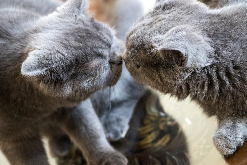 a couple of gray cats standing on top of a mirror