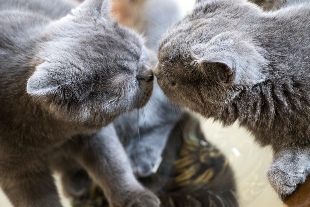 a couple of gray cats standing on top of a mirror