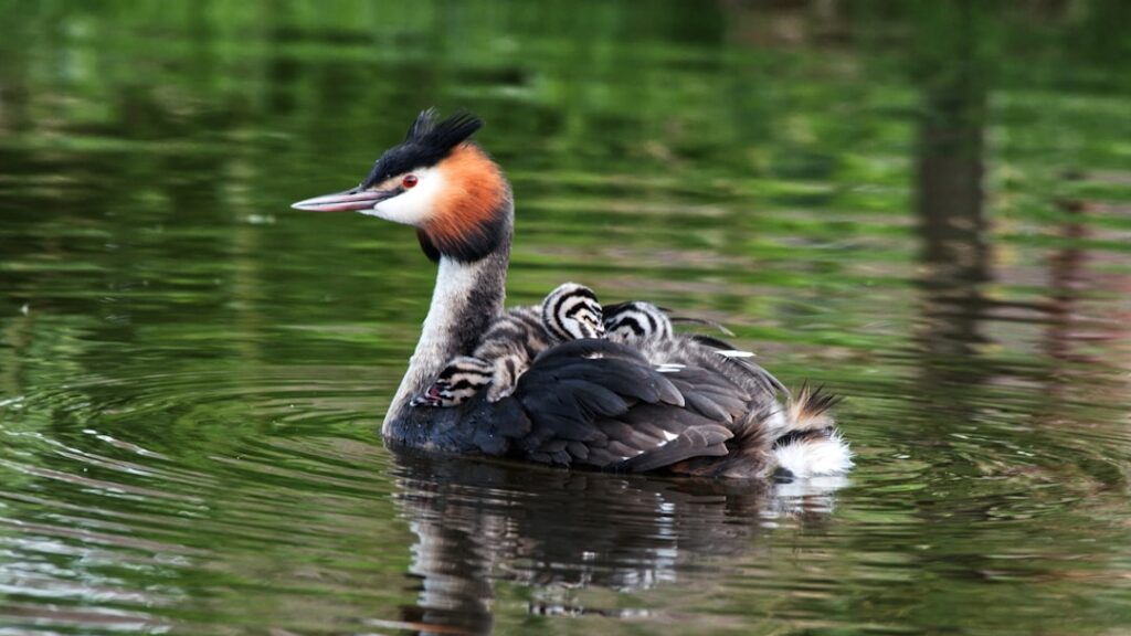 black duck on body of water