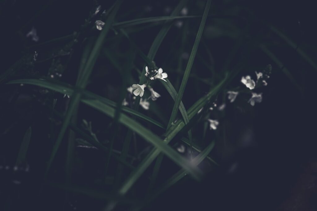 a close-up of a flower