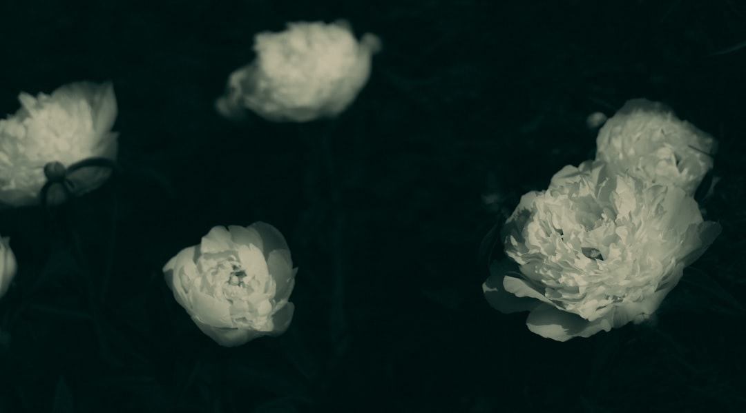 A black and white photo of a bunch of flowers