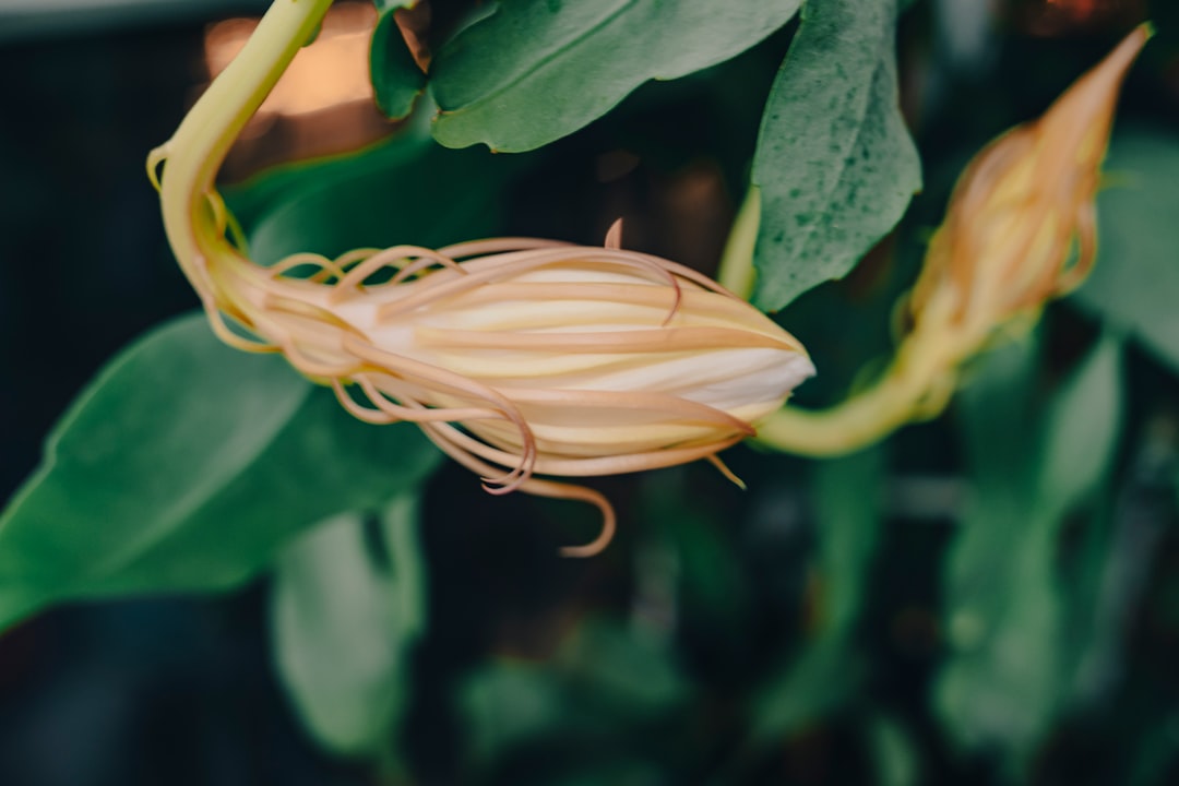 a close up of a flower on a plant